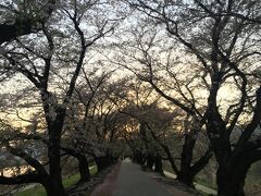 桜のトンネル