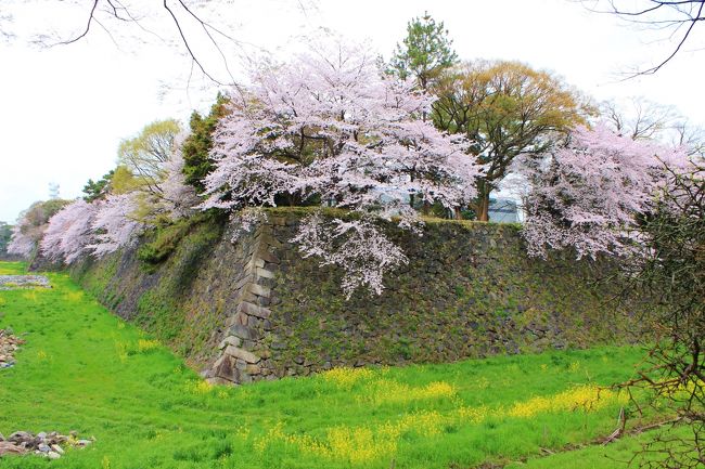 集合は１０時ですが、早く着いたので、付近を散歩して。<br /><br />桜はいい具合ですが、曇り空が残念。<br />雨でないのを良しとしますか。