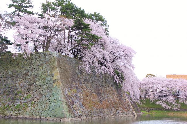 あふれんばかりの桜が美しい♪