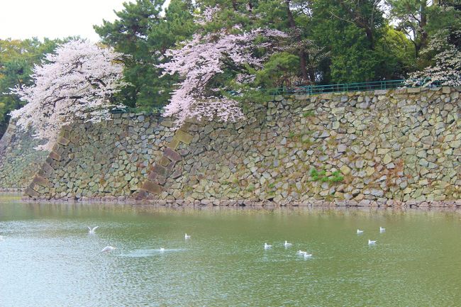 お堀には水鳥が悠々と遊んでました。