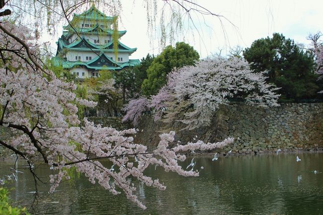 この桜の陰から鳥が飛来してるのを見かけましたが、エサやりをしてる方がいました。