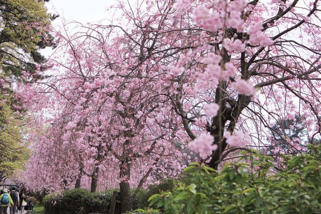 しだれ桜の並木、ピンクが濃くて素晴らしい。