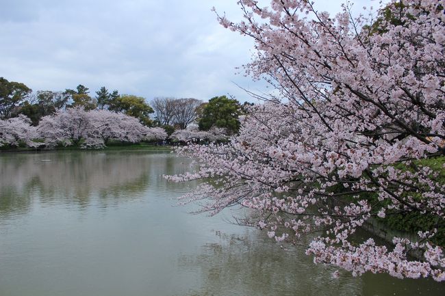 日本の春いいですね。<br /><br />海外の人を魅了するわけです。