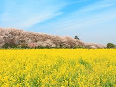 権現堂桜堤