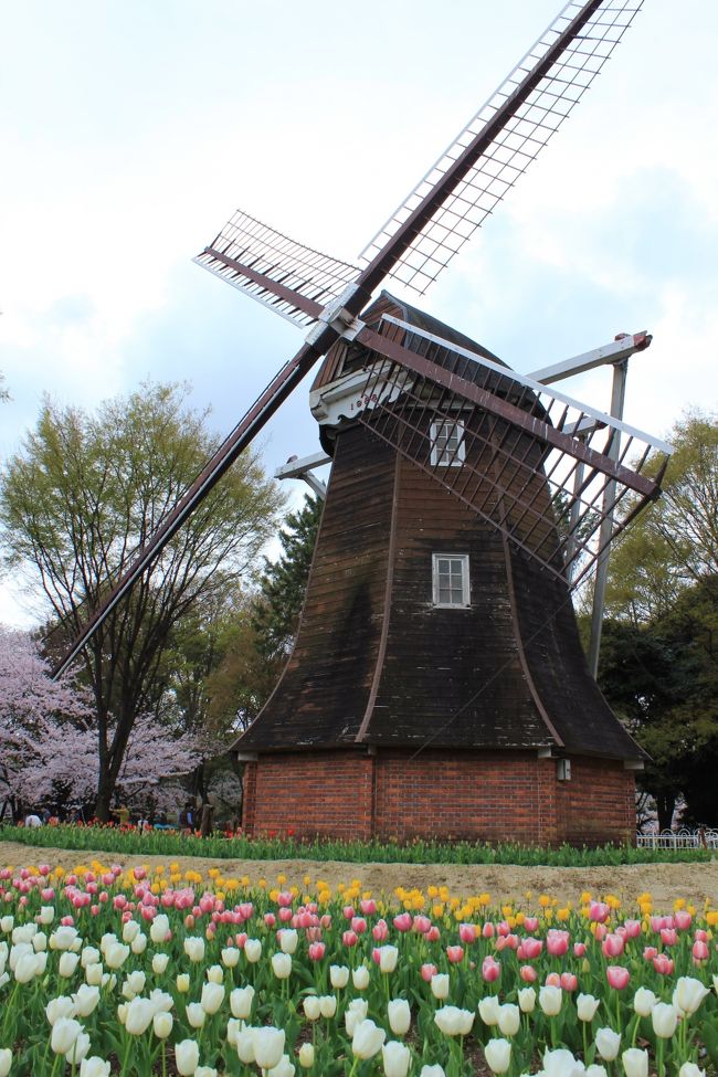 ハウステンボスでチューリップが見れなかったので、ここで満足＾＾
