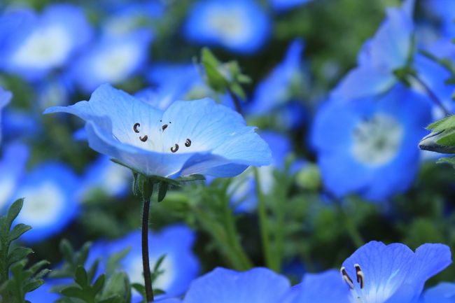 ネモフィラ、可愛い、色が好き♪