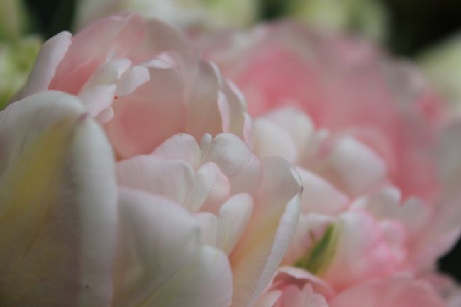 チューリップをふんわりと