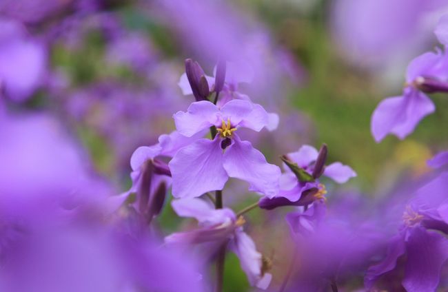 牧野富太郎博士の命名したオオアラセイトウが正式名。<br /><br />ショカッサ、ハナダイコン、ムラサキハナナの別名がある。