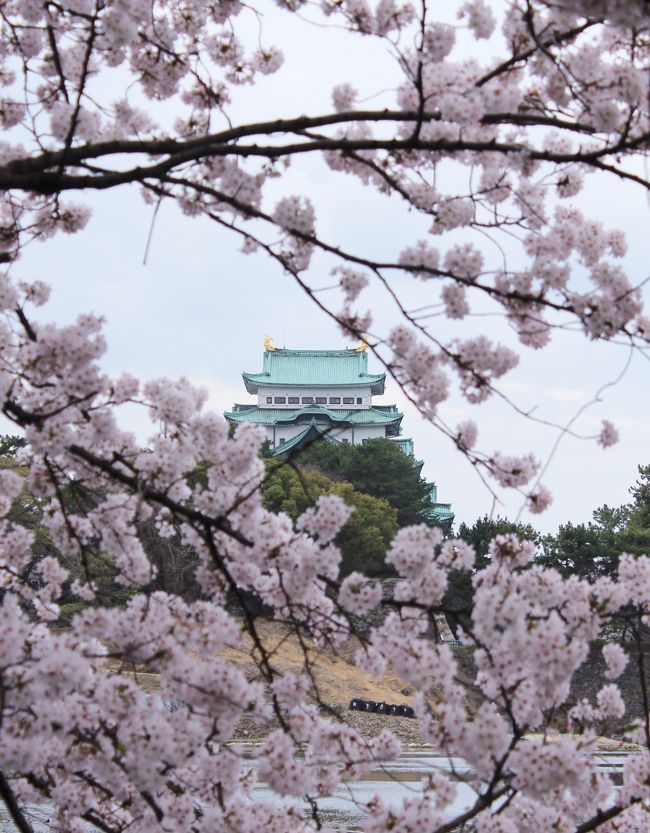 名城公園を後に、いよいよ城内に入城しますが、半数が帰られました。