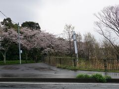 伊豆高原の満開の桜を満喫するはずでしたが、雨であきらめました。
桜自体は、道中いたる所にあり、ほぼ満開の桜を楽しめました。
