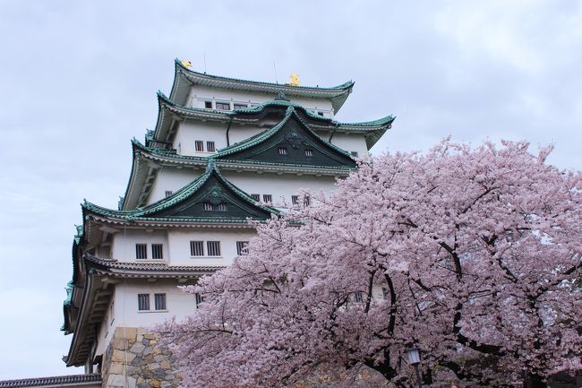 名古屋城の桜、久しぶりに見ましたが、素晴らしかったです。<br /><br />お堀ウォークは、かなりお勧め。<br />良い所に案内していただいて、満足な旅でした。<br /><br />まだまだ桜ストーカー続くよ＾＾