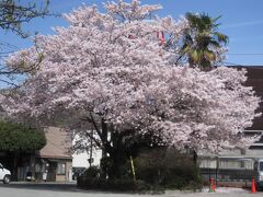 午前１０：００　　猿橋駅

駅前に大きな桜の木があって満開でした。