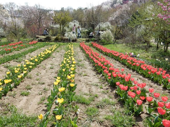 チューリップ畑です。<br /><br />こちらも色とりどりきれいですね。