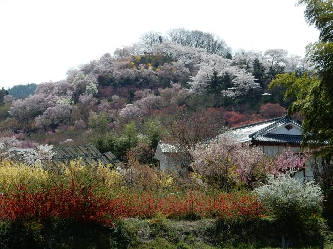 外から見ると、山全体に色々な花が咲き誇っています。