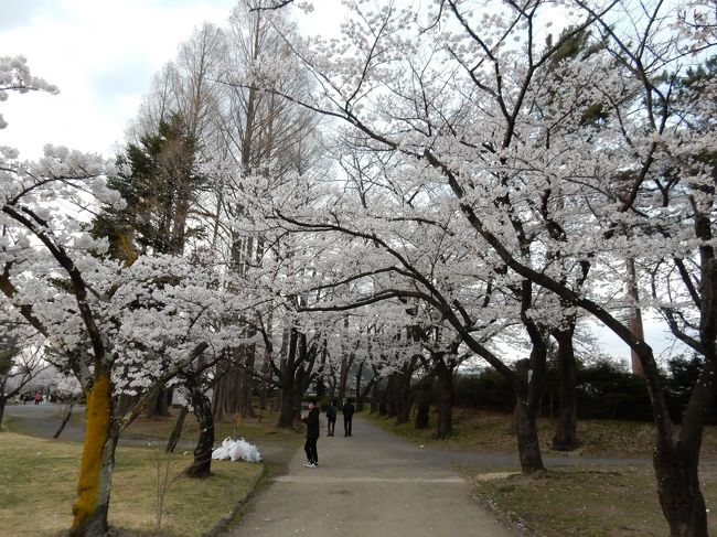 郡山市街で開成山渋滞に巻き込まれながらも到着しました。<br /><br />駐車場探しに苦労し、結局運動公園に停めました。<br /><br />公園に向けて歩きます。