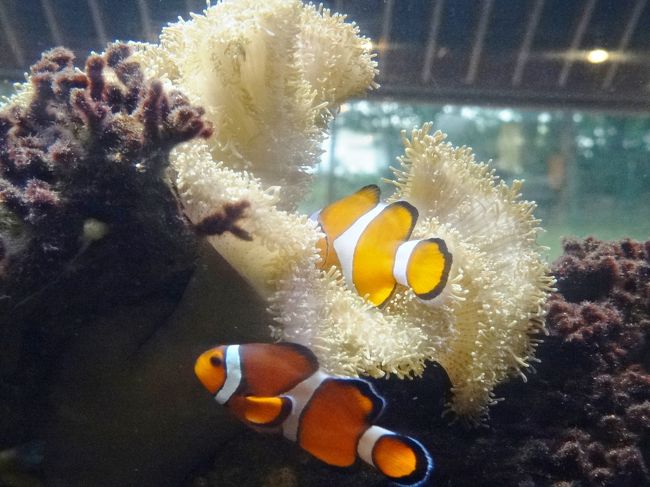 グラスボートもダメだったし