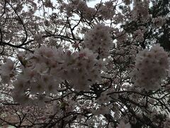 四ツ谷の土手からスタート。
赤坂見附まで土手を歩きました。
宴会部隊もそれほどではなく、ゆっくり桜を楽しめました。
