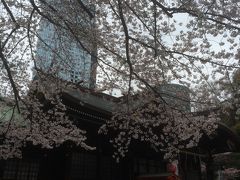 中央公園に隣接している熊野神社にも桜はあって、社と桜のコラボレーションはとても美しい。江戸時代も同じ眺めだったのだろうか。