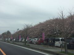 ついたついた。幸手の桜堤。
ここは桜と菜の花が一面に広がるすてきなところ。
