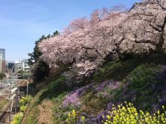 番外編。これは四ツ谷駅の跨線橋から撮った桜。東京にも花見スポットはたくさんあるね。