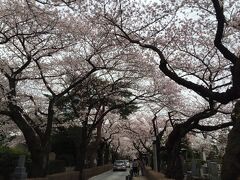 地下鉄で外苑前まで移動し、青山霊園に行きました。
お墓ではありますが、たいへんきれいな桜並木です。