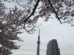 さらに欲張って浅草まで行き、隅田公園を歩きました。
こちらの桜も見事でした。

今回は地下鉄の一日乗車券を利用しました。
桜の名所を巡る一日、いい思い出になりました。
お読みいただき、ありがとうございました。
