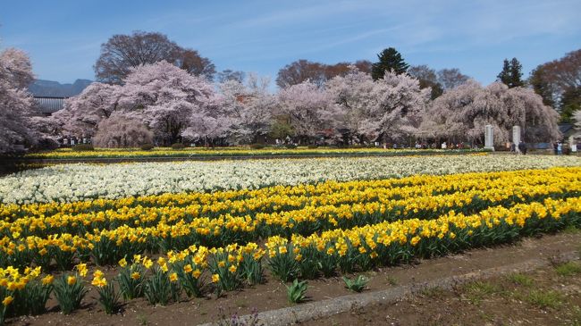 途中談合坂サービスエリアで休憩して10時半頃実相寺に到着。<br />参道には屋台が出てて結構美味しそうなものがいっぱい。<br />食事無しのツアーにするんだったと後悔。<br /><br />写真はラッパ水仙と桜のコラボ。