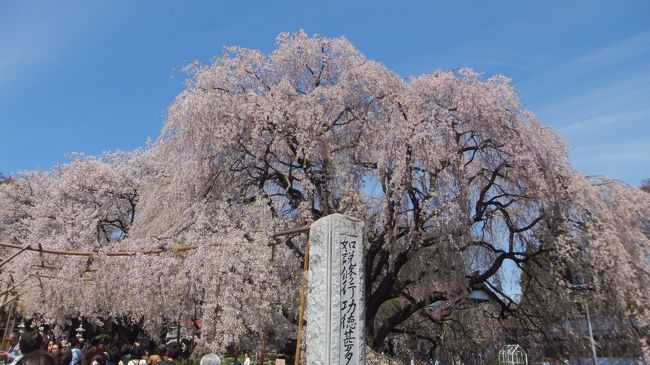 表門から入ったところにある見事なしだれ桜。<br />神代桜よりも綺麗でした。