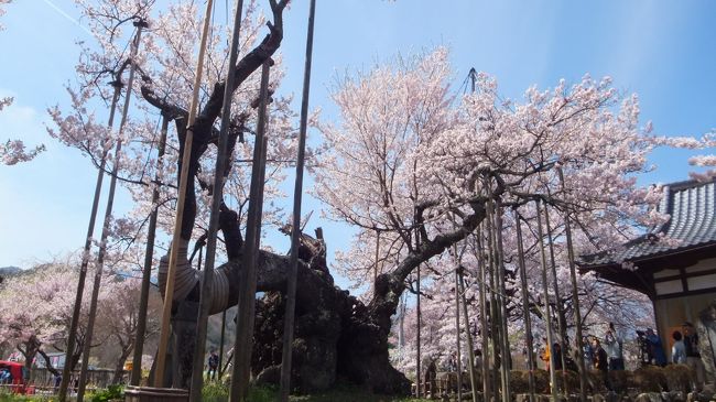 これが樹齢2000年と言われている神代桜。<br />枝がほとんどないので桜もほとんどなくてちょっと肩透かし。