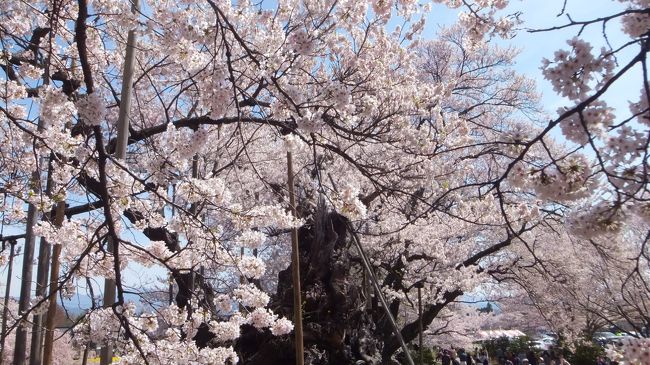 角度を変えてまわりの桜を映り込むように撮ると綺麗です。