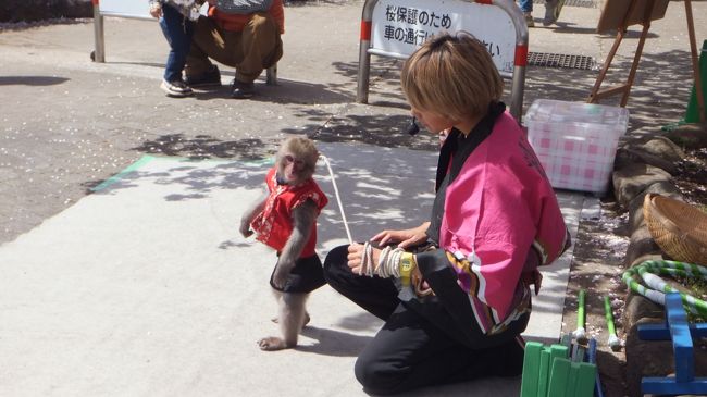 門の前では猿回しのショーをやってました。<br />ミルクちゃんという1歳のお猿さん。<br />子猿だけに何をやっても超可愛い〜。