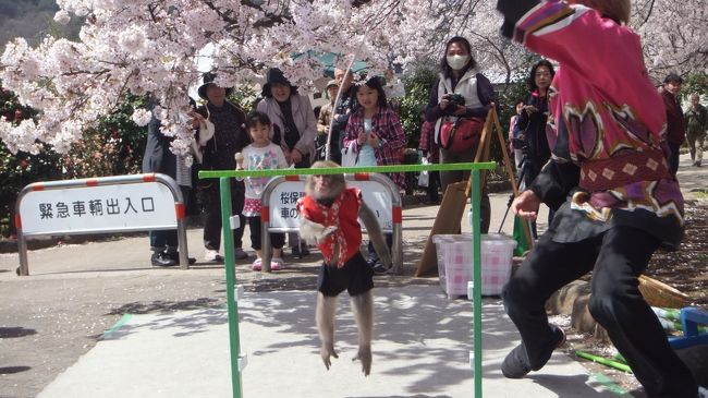 1番高いバーを飛ぶところ。<br />この後お金を集めるときに、お手手を触らせてもらえます。<br />運動した後で手のひらがしっとりしててすごい気持ちいいの。<br />お家に連れて帰りたくなっちゃった。<br /><br />ところでショーの合間に落ちてくる桜の花びらを拾っては食べ拾っては食べしてたんだけど桜の花びらって美味しいのかな。