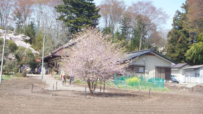 再び花見に戻って、宇宙に持って行ったというコスモ桜