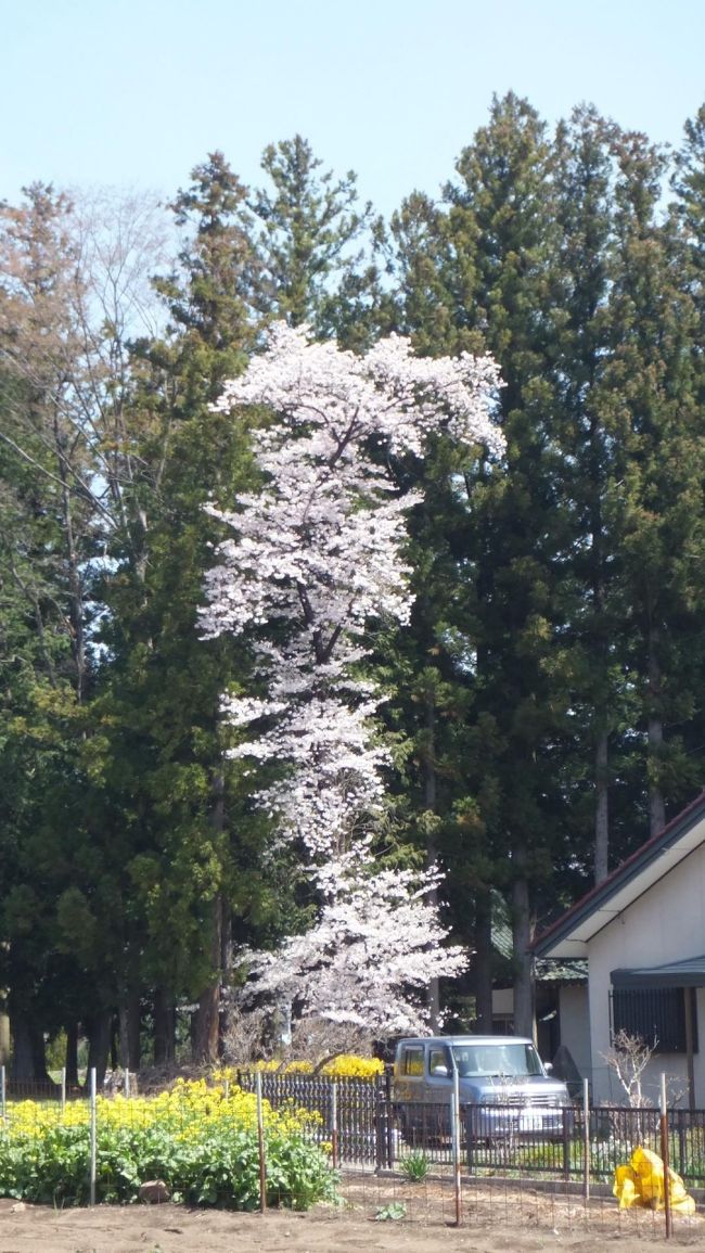 駐車場から見える変な形の桜。<br />こんな縦に長い桜の木って見たことないんだけど、この近所には結構沢山ありました。<br />ソメイヨシノとは違う種類の桜なのかな。