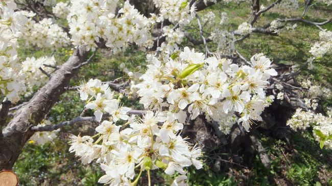 スモモの花。<br />初めて見たかも。<br />いや昔近所にスモモの木あったよね、確か。