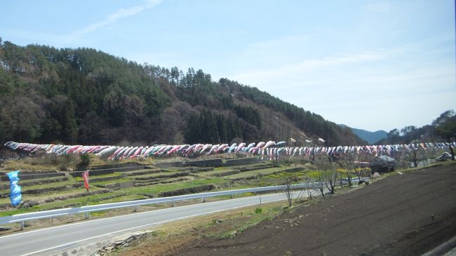 次は車で10分の桜並木に行くはずがいつまで経っても着かないと思ったら、運転手さんが間違えて昼食会場に向かっていました。<br />途中で見た鯉のぼりの群れ。