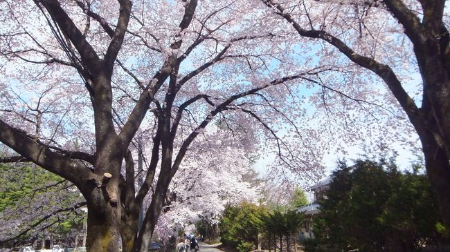 順番が逆転したけど無事眞原の桜並木に到着。