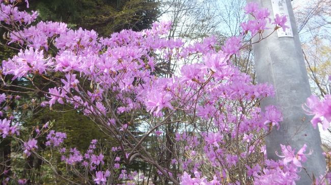桜も綺麗だけど東京ではあまり見かけない葉っぱのないツツジがいっぱい咲いてました。