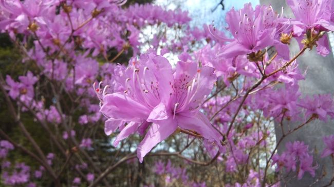 韓国語でチンダルレっていう花なんだけど日本語でなんていうんだろう？<br />わからないので我が家ではチンダルレで通してます。