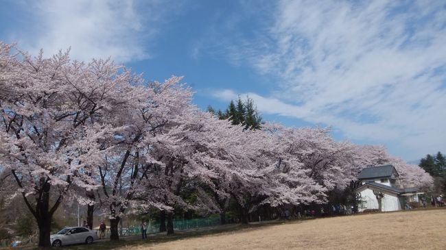 桜並木のトンネルよりも外から見たほうが綺麗。