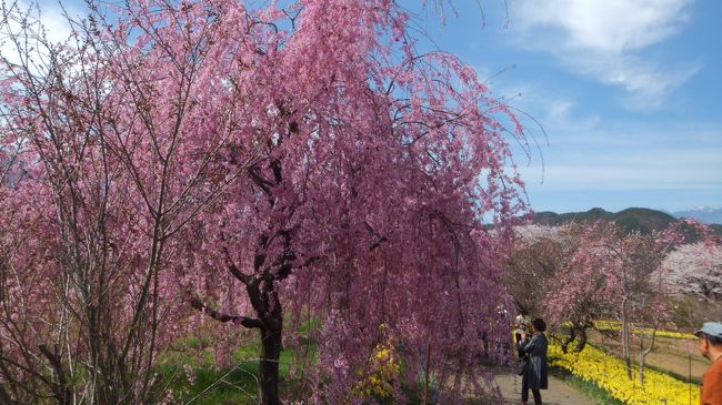 しだれ桜も沢山ありました。