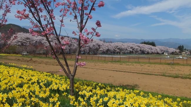 ラッパ水仙の黄色と桜のピンクがマッチしてます。