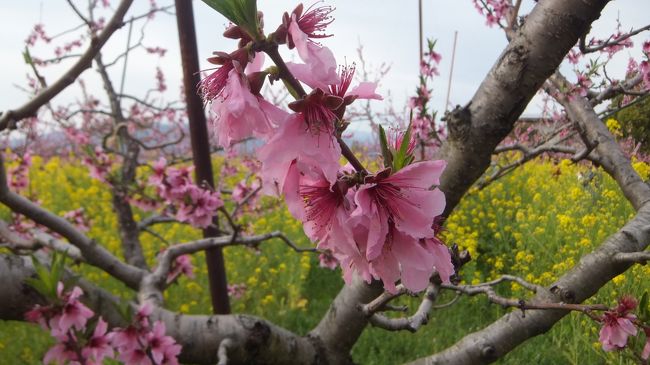 アップ図。<br />お土産物屋は素通り禁止と言われたので山梨産落花生詰め放題600円を購入。これは超お得。