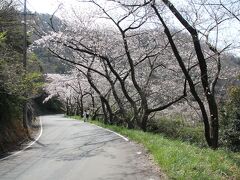 松江市北部のチェリーロード