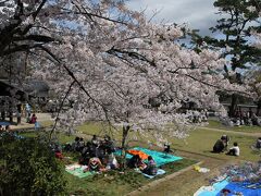 どこの桜の下にもシートを敷いてお花見お花見〜