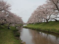 玉造温泉の玉湯川桜並木にやって来ました。
こちらの桜も満開です！
