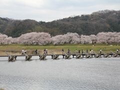 広島に向かう途中、木次の斐伊川堤防桜並木にも立ち寄りました。
こちらも満開の桜を求めて、駐車場は満車。ちょっと離れた臨時駐車場に止めることができました。
写真の橋を渡って、斐伊川の桜並木に向います。