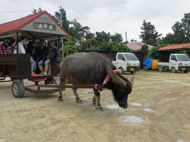 水牛の角は２種類