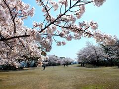 徳島城跡本丸の桜