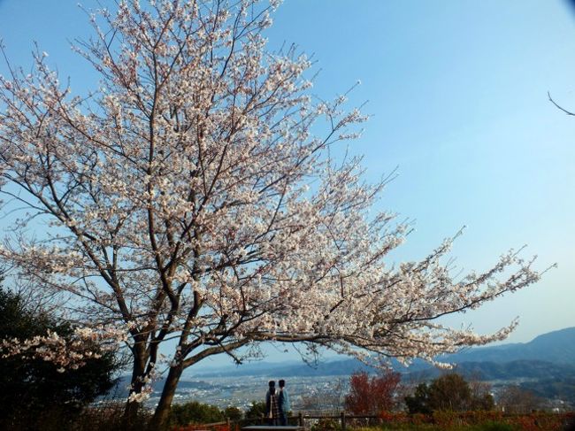 徳島市一の絶景 白鵬ゆかりの眉山と徳島城跡の桜 徳島市 徳島県 の旅行記 ブログ By マローズさん フォートラベル